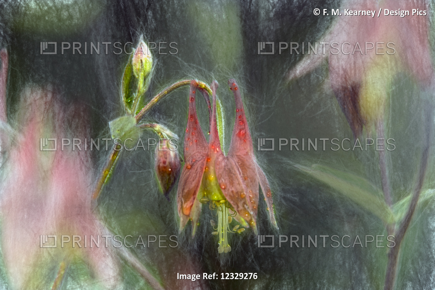 Wild Columbine (Aquilegia), Canadensis Ranunculaceae, New York Botanical ...