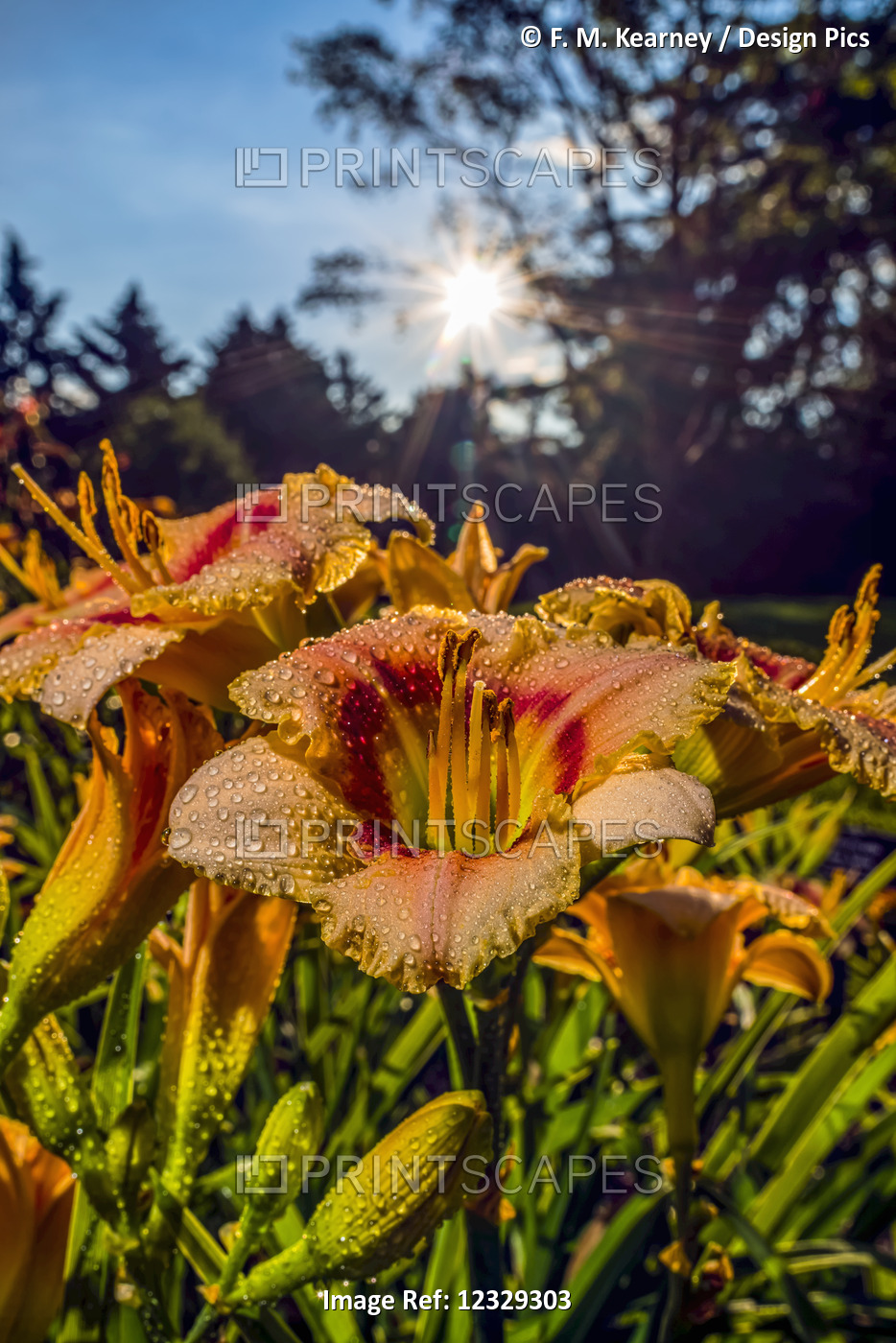 Sun Rising Behind Daylilies (Hemerocallis), 'siloam Cinderella' ...