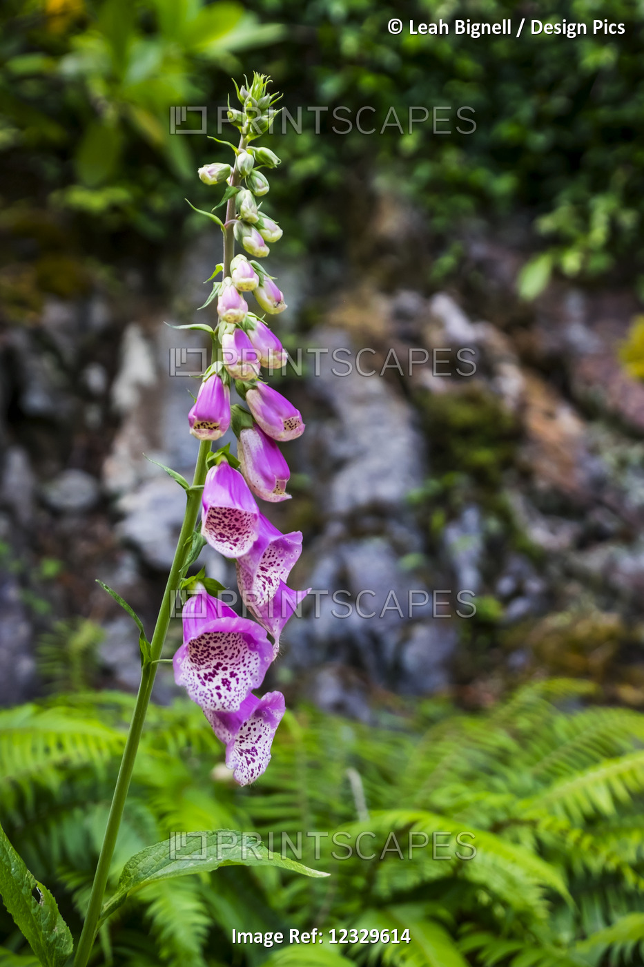 A Pink Foxglove (Digitalis Purpurea) Flower In Bloom With Ferns Among The ...