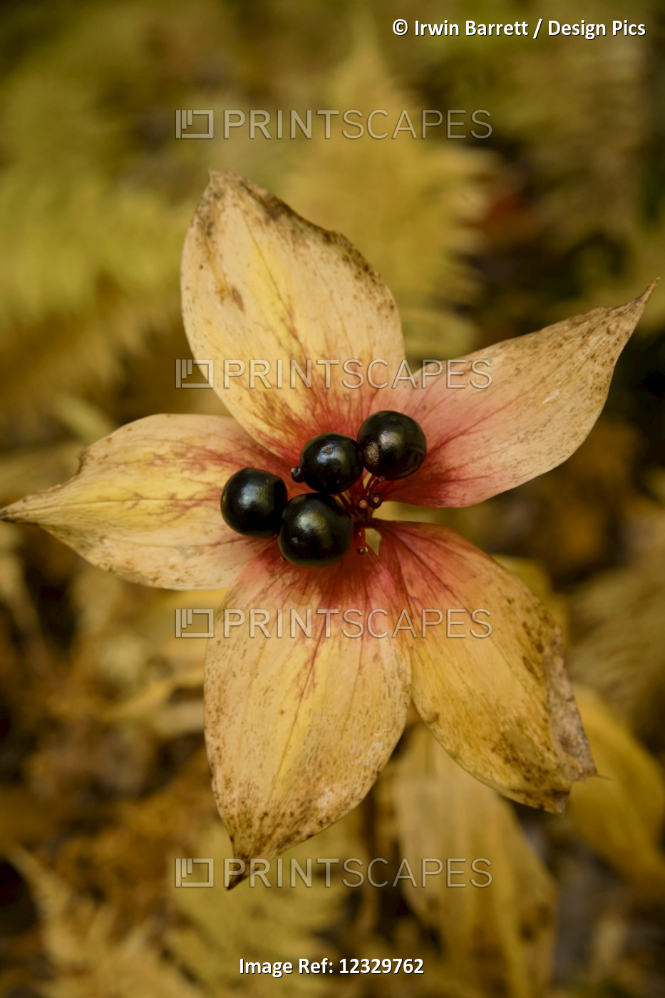 Indian Cucumber-Root (Medeola Virginiana) And Berries In A Forest In Autumn; ...