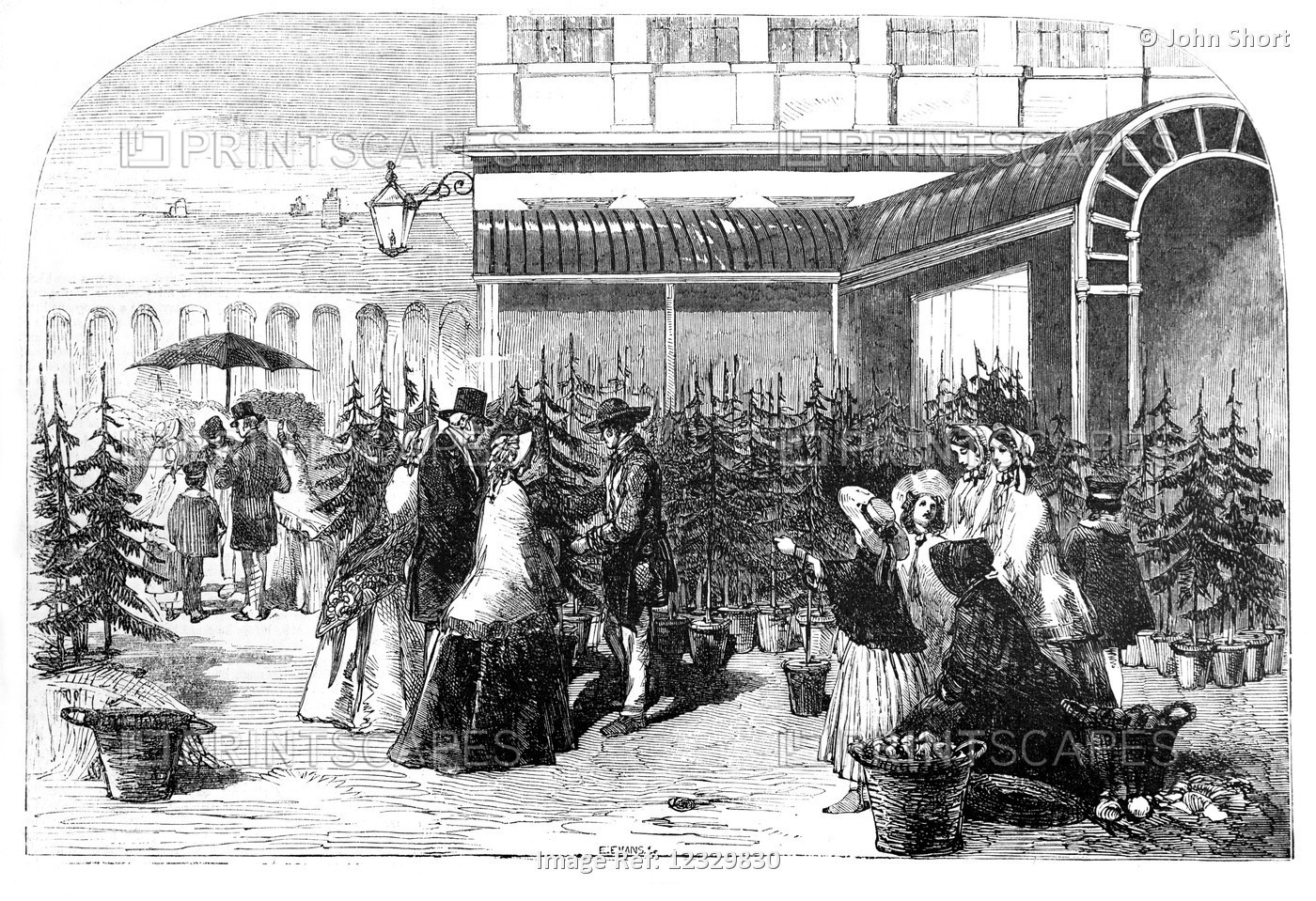 The Illustrated London News Etching From 1854.christmas Trees In Covent Garden ...