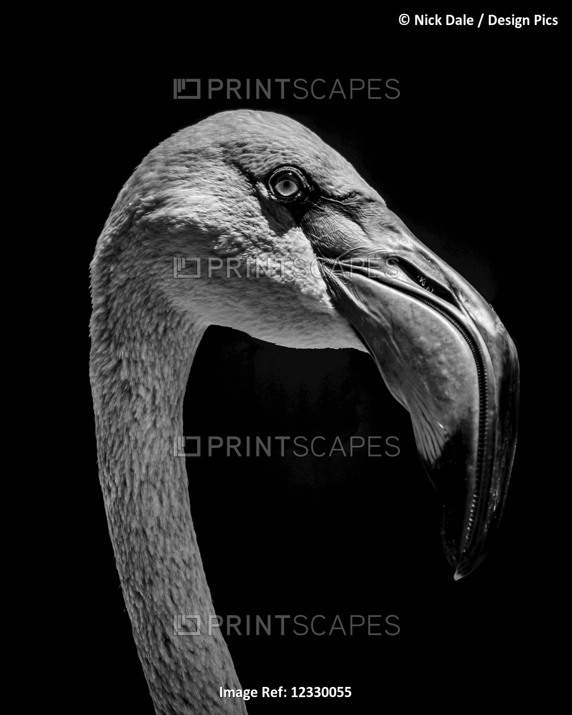 Close-Up Of Chilean Flamingo (Phoenicopterus Chilensis) Head Against A Black ...