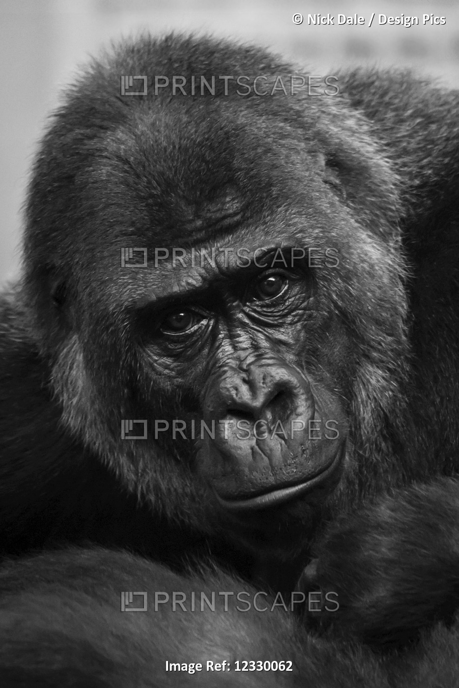 Close-Up Of Western Lowland Gorilla (Gorilla Gorilla Gorilla) Looking At ...