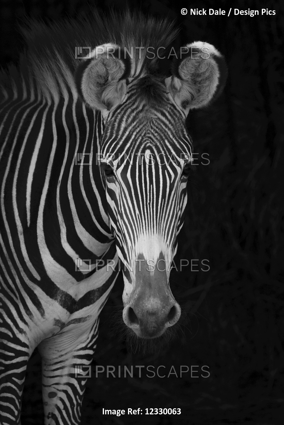 Close-Up Of Grevy's Zebra (Equus Grevyi) Looking At Camera Against A Black ...