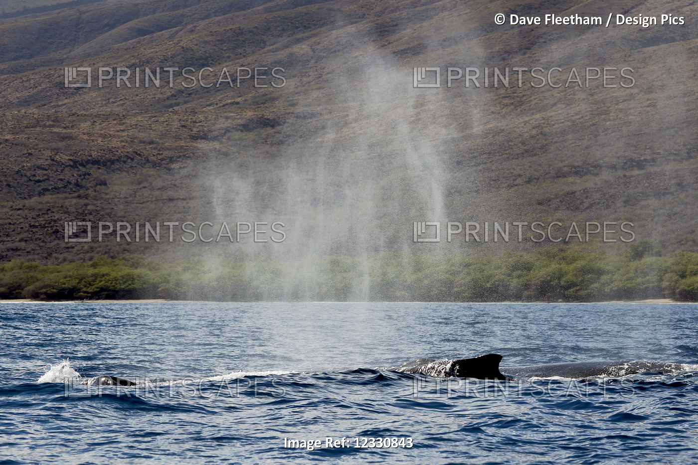 Humpback Whale (Megaptera Novaeanglie) Exhaling Vaporized Water From Its ...