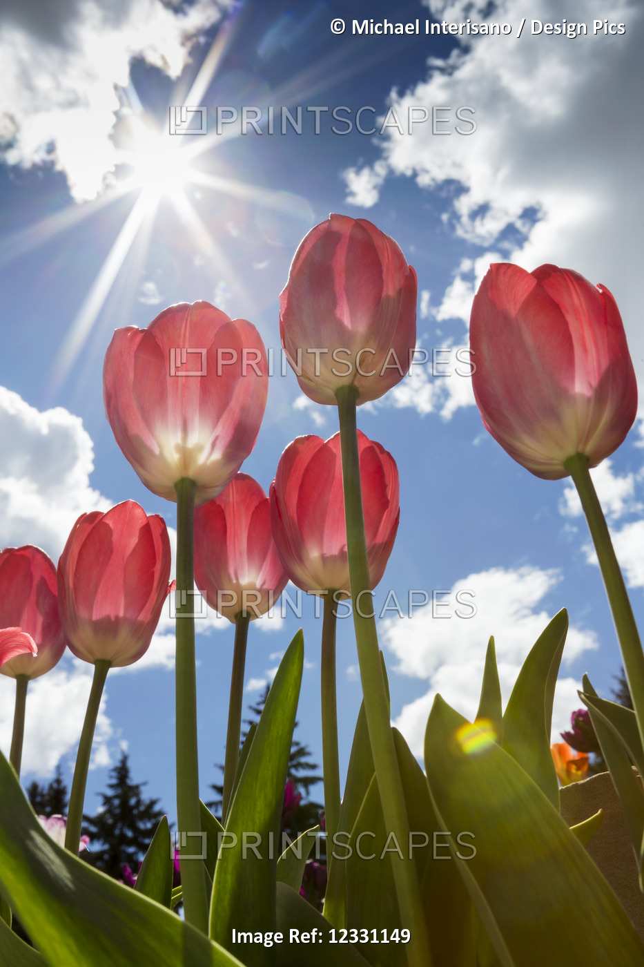 Low Angle View Of Tulips In A Garden With Sunburst, Clouds And Blue Sky; ...