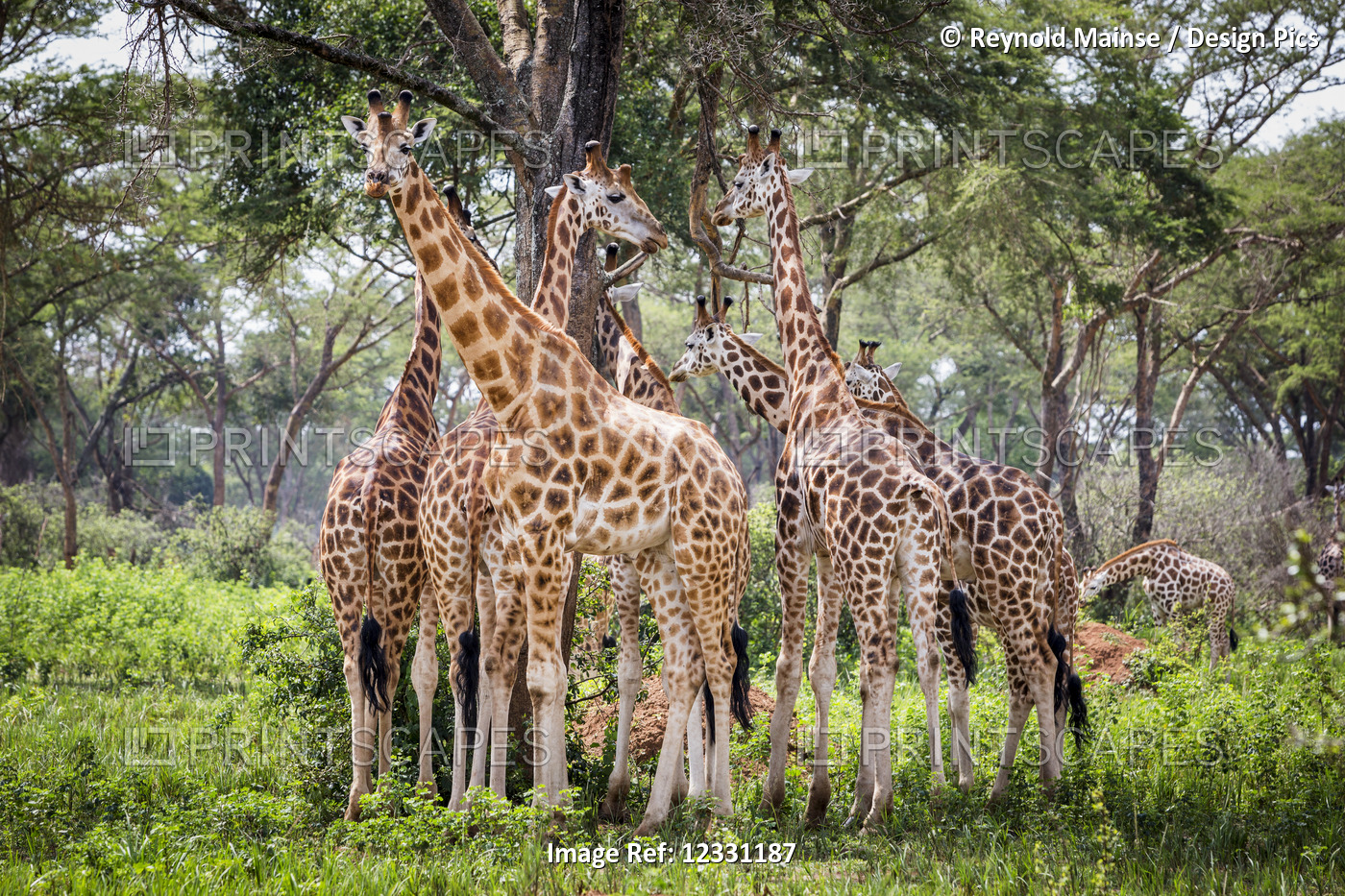 A Group Of Giraffes (Giraffa) Standing Under A Tree, Murchison Falls National ...