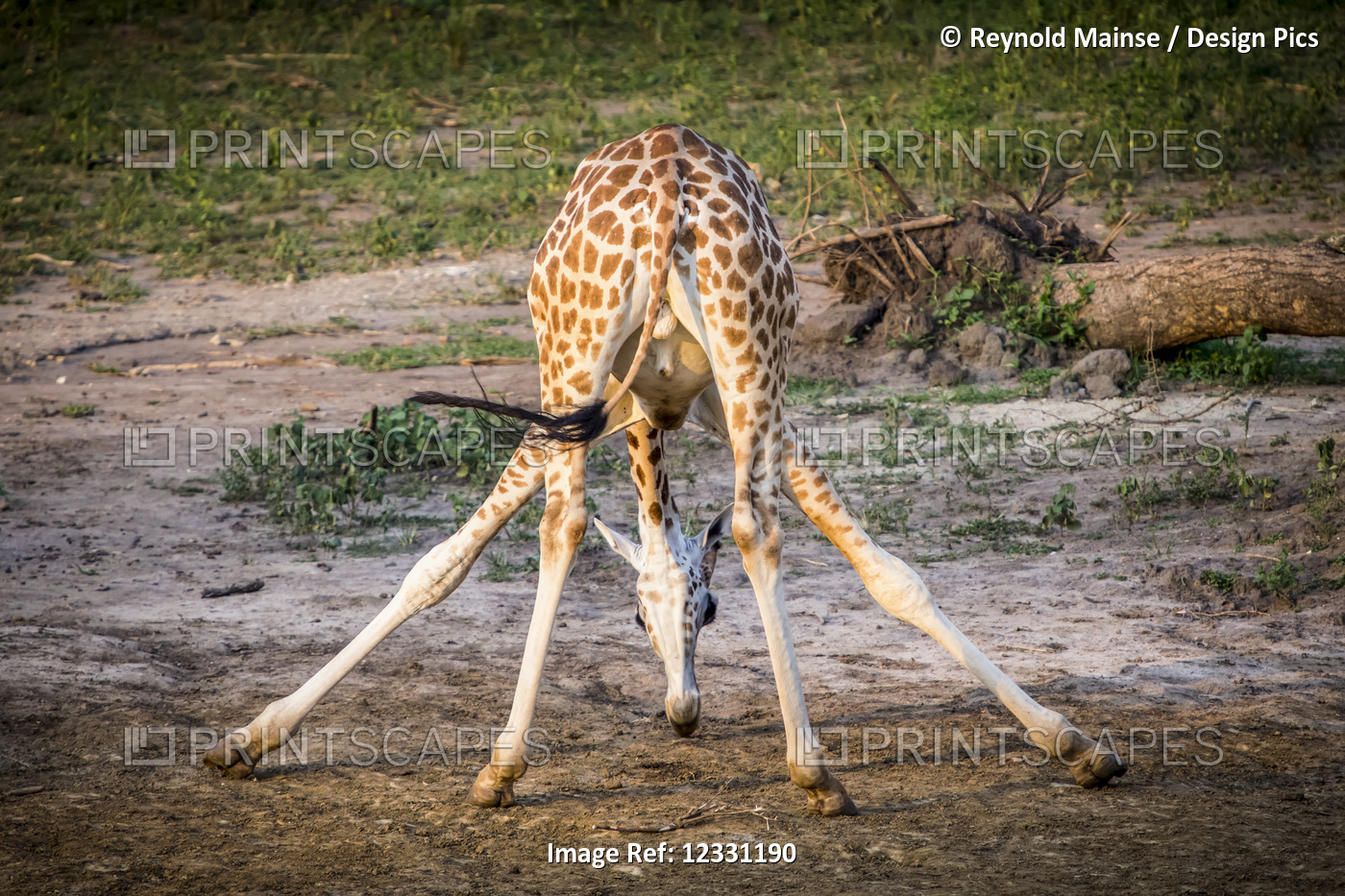 A Giraffe (Giraffa) In An Awkward Position With Legs Sprawled, Murchison Falls ...