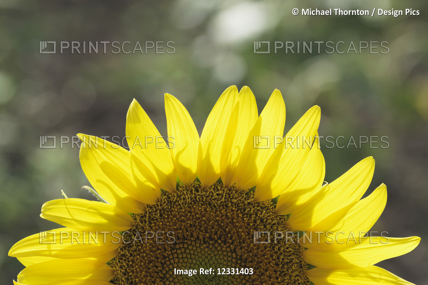 Common Sunflower (Helianthus Annuus, Asteraceae); Campillos, Malaga, Andalucia, ...