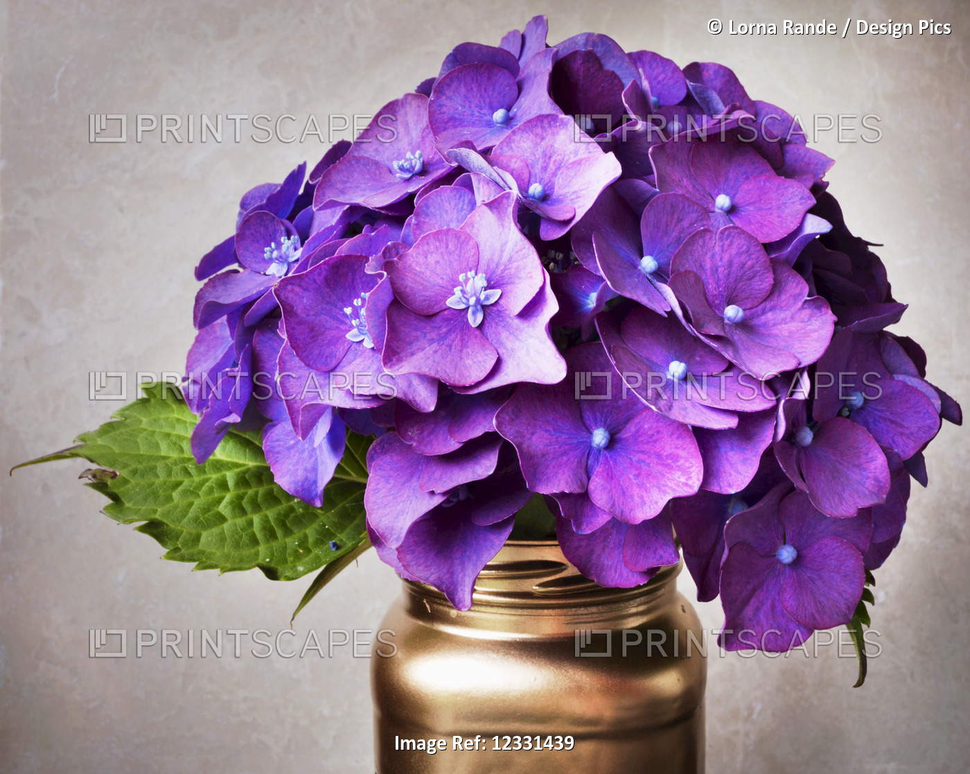 Purple Hydrangea Flowers And Leaf In A Copper Jar On A Gray Background