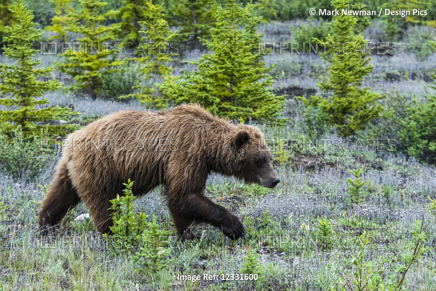Grizzly Bear (ursus arctos horribilis) along the Alaska Highway corridor; ...