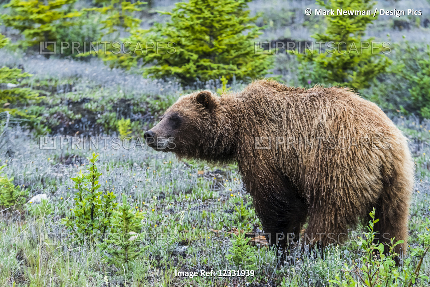 Grizzly bear (Ursus arctos horribilis) in the Yukon along the Alcan; Yukon, ...