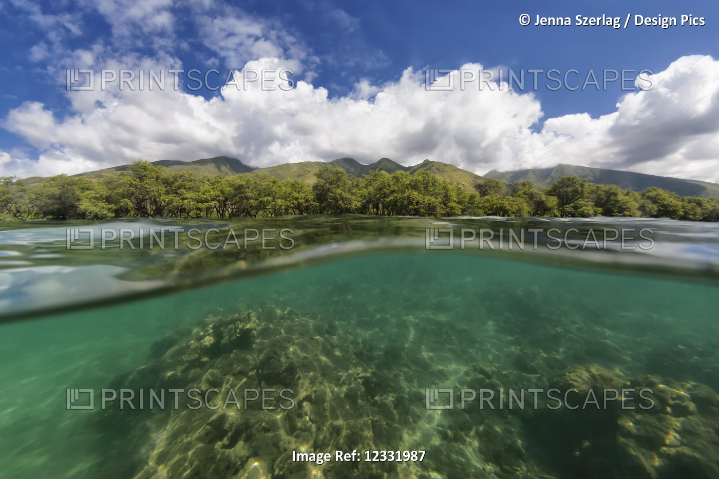 Split view of trees and mountains on a Hawaiian island and under the ocean ...