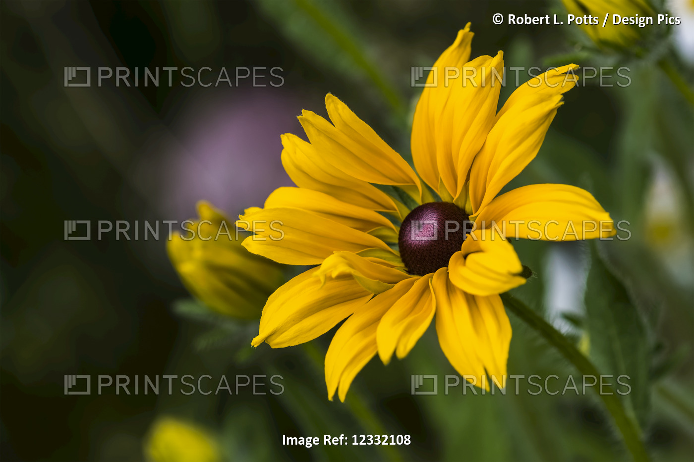 Black-eyed Susan (Rudbeckia hirta) blooms in a flower garden; Astoria, Oregon, ...