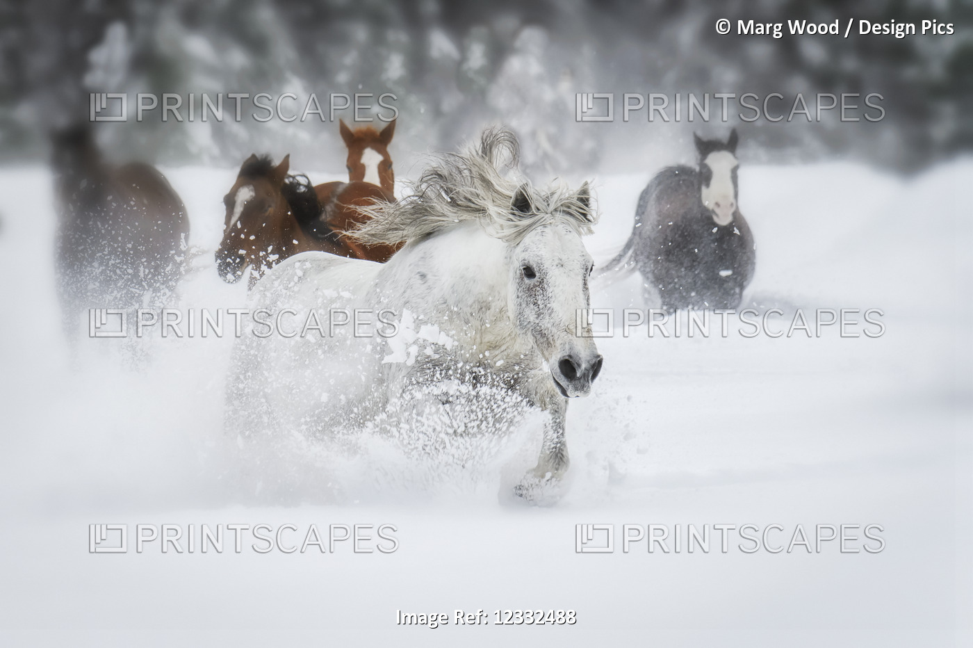 Horses running through a field of deep snow; Montana, United States of America