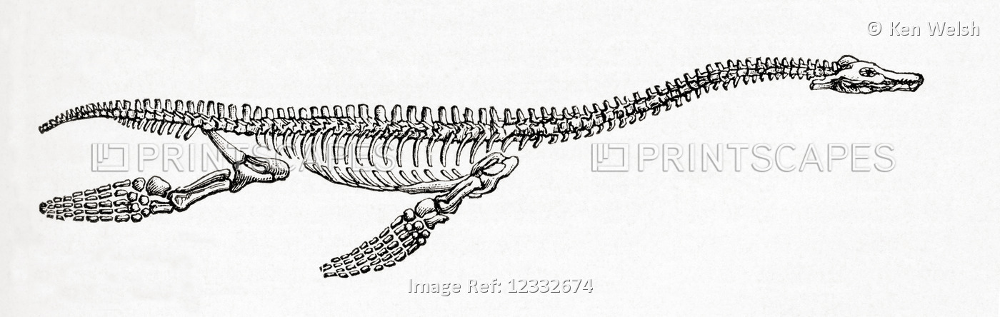 Skeleton of a Plesiosaurus, a genus of extinct, large marine sauropterygian ...