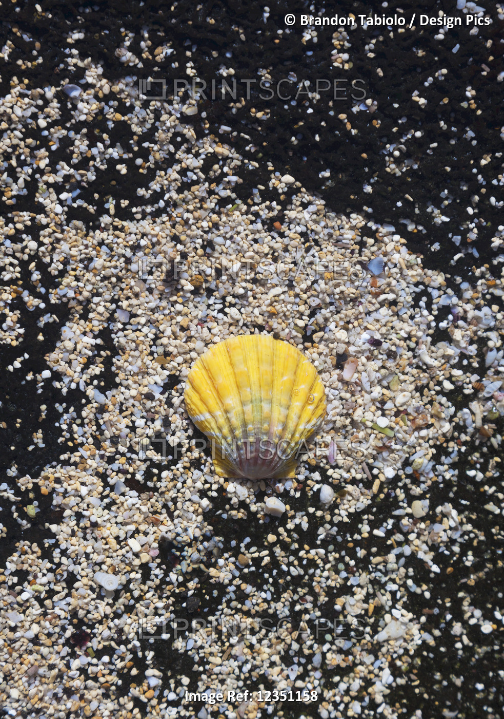 A hawaiian orange sunrise shell (pecten scallop) on a black sandy lava rock at ...