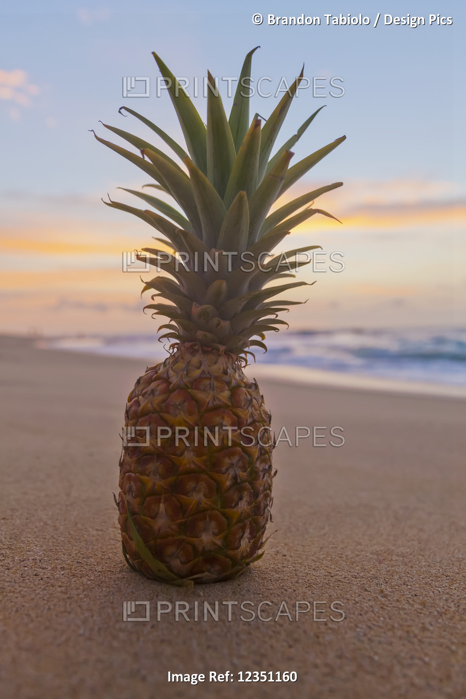 A pineapple on a sandy beach at sunset; Honolulu, Oahu, Hawaii, United States ...