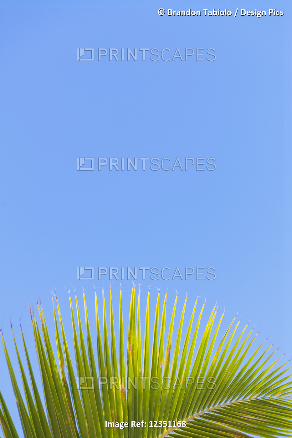Close-up of a green coconut tree palm frond against a clear blue sky; Honolulu, ...