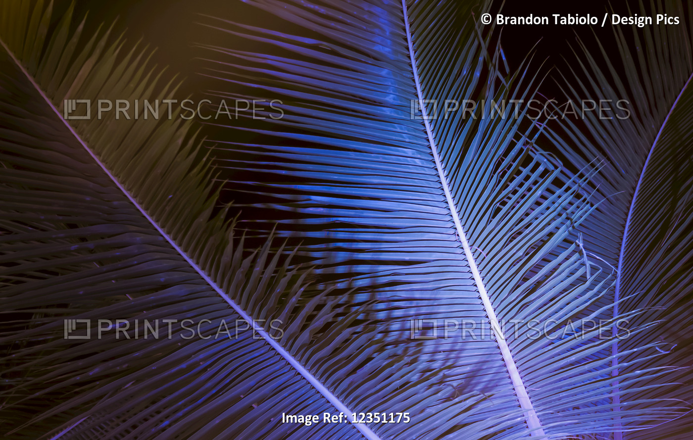 Coconut tree palm fronds illuminated at night and viewed from below; Honolulu, ...