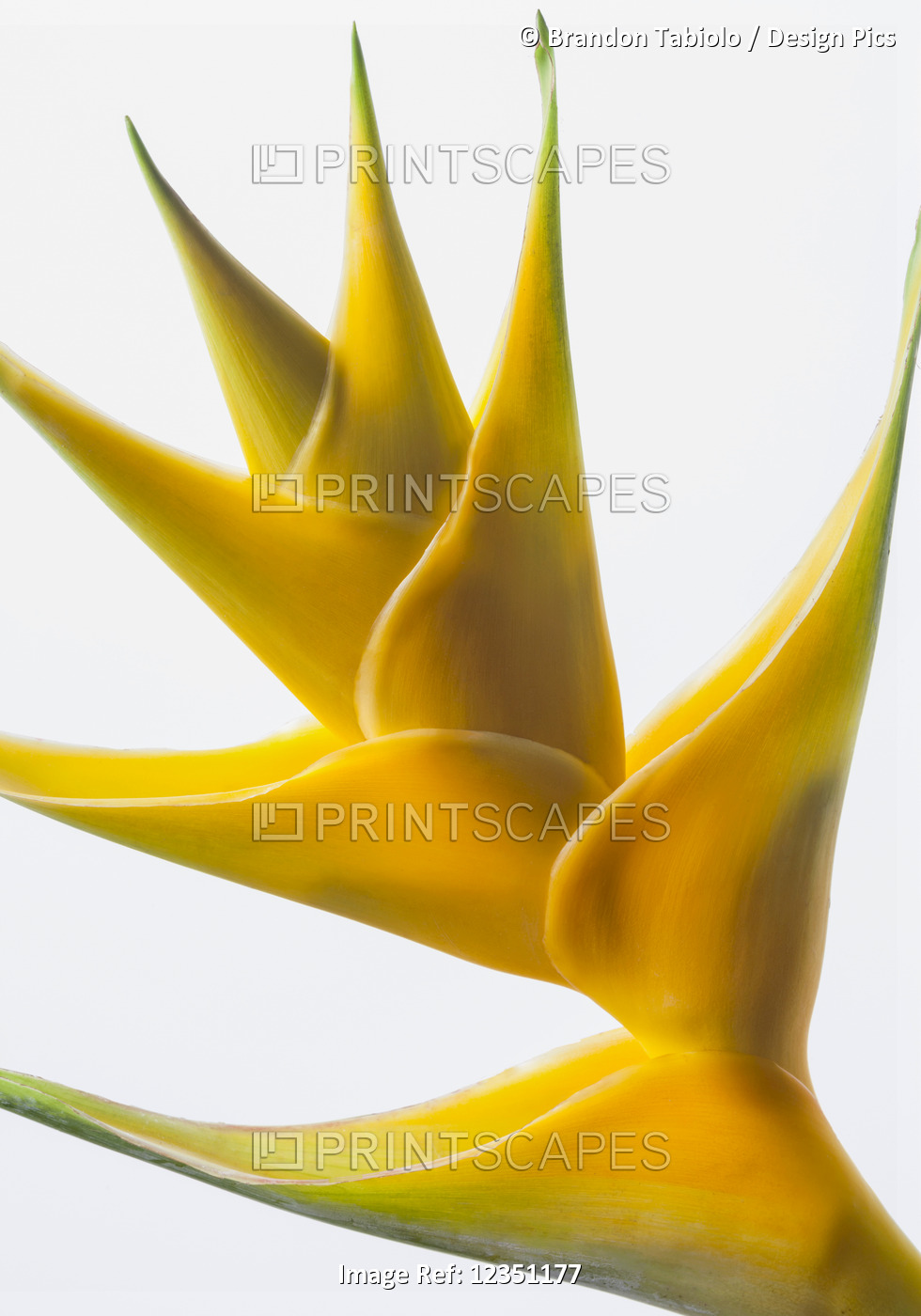 Close-up of a beautiful yellow Heliconia flower against a white background; ...