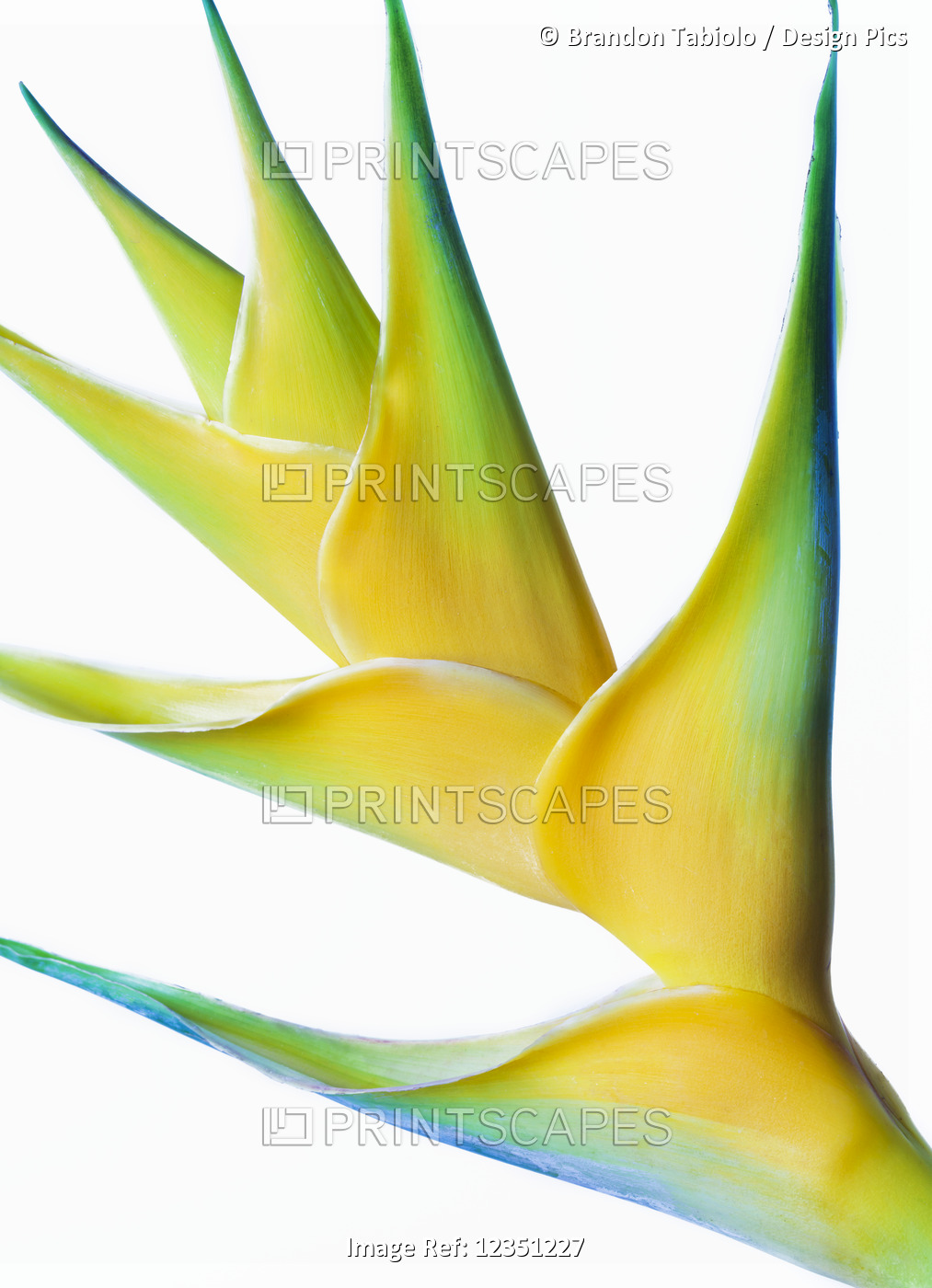 Close-up of a beautiful yellow Heliconia flower against a white background; ...