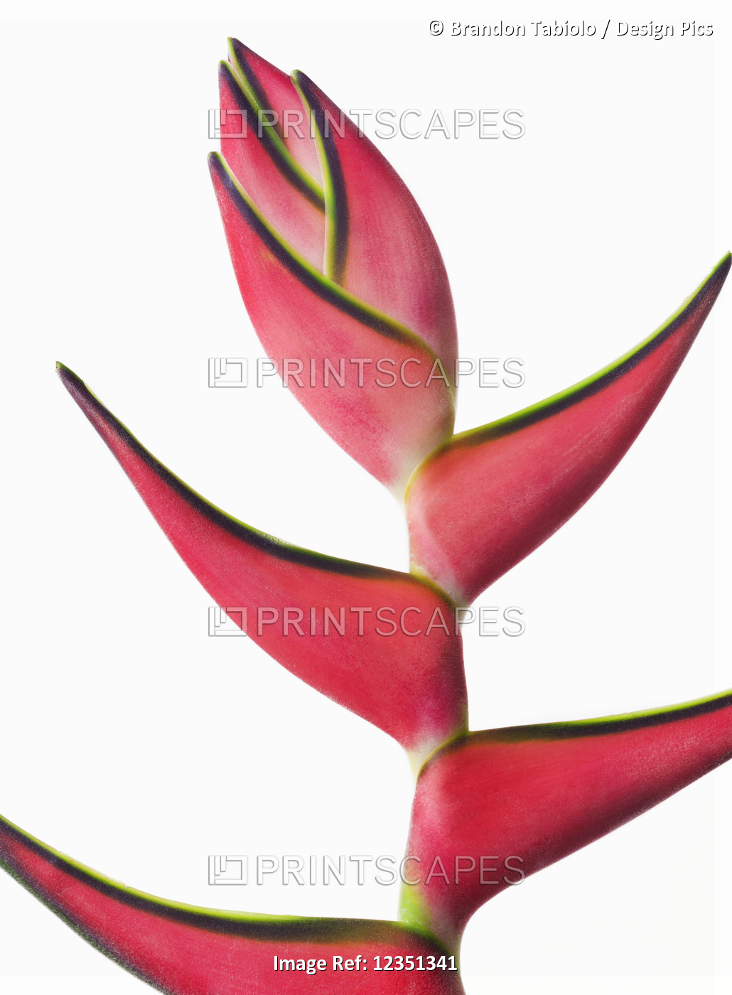 Close-up of a beautiful red Heliconia flower against a white background; ...