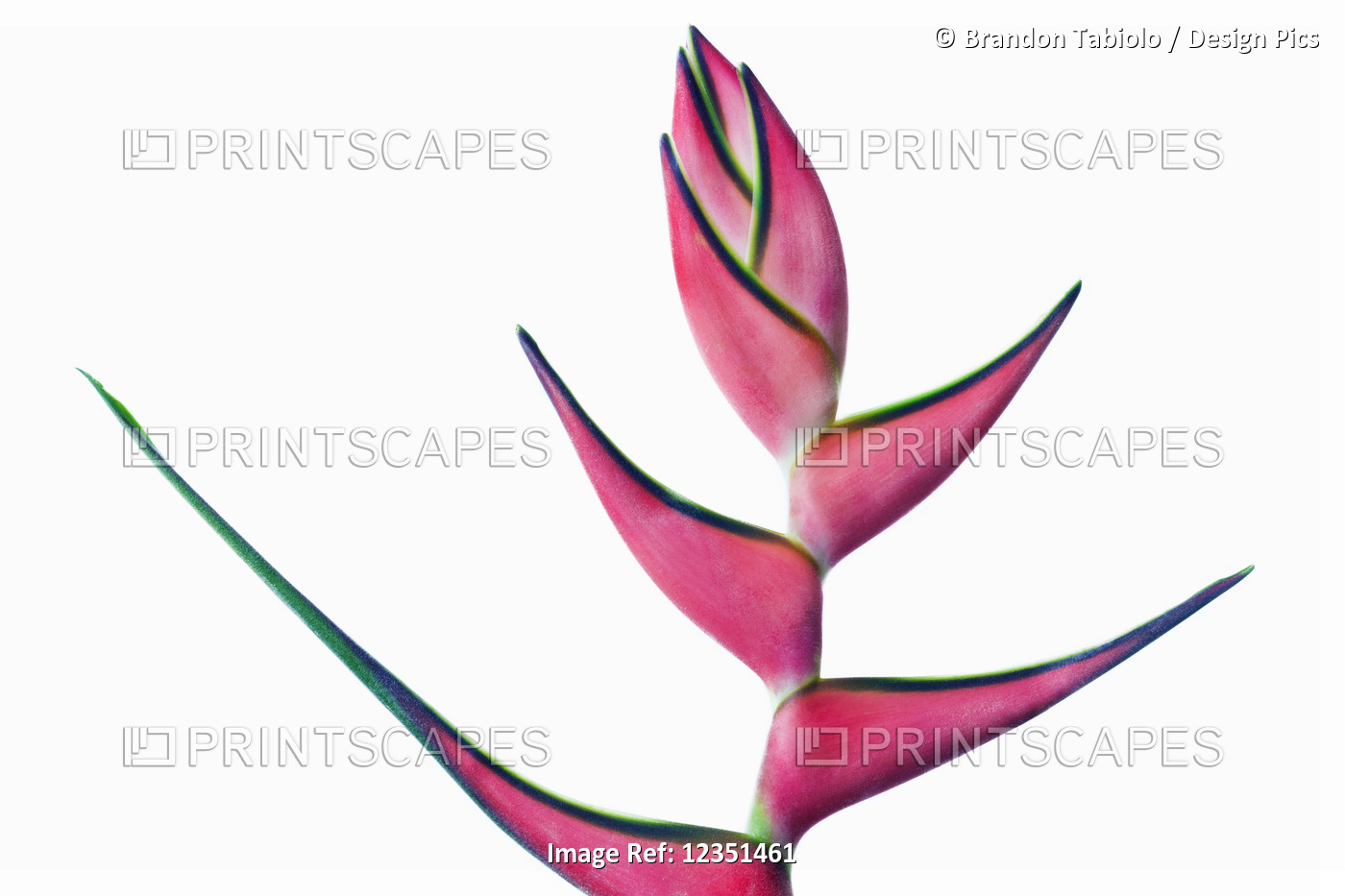 A beautiful pink and green Heliconia flower against a white background; ...
