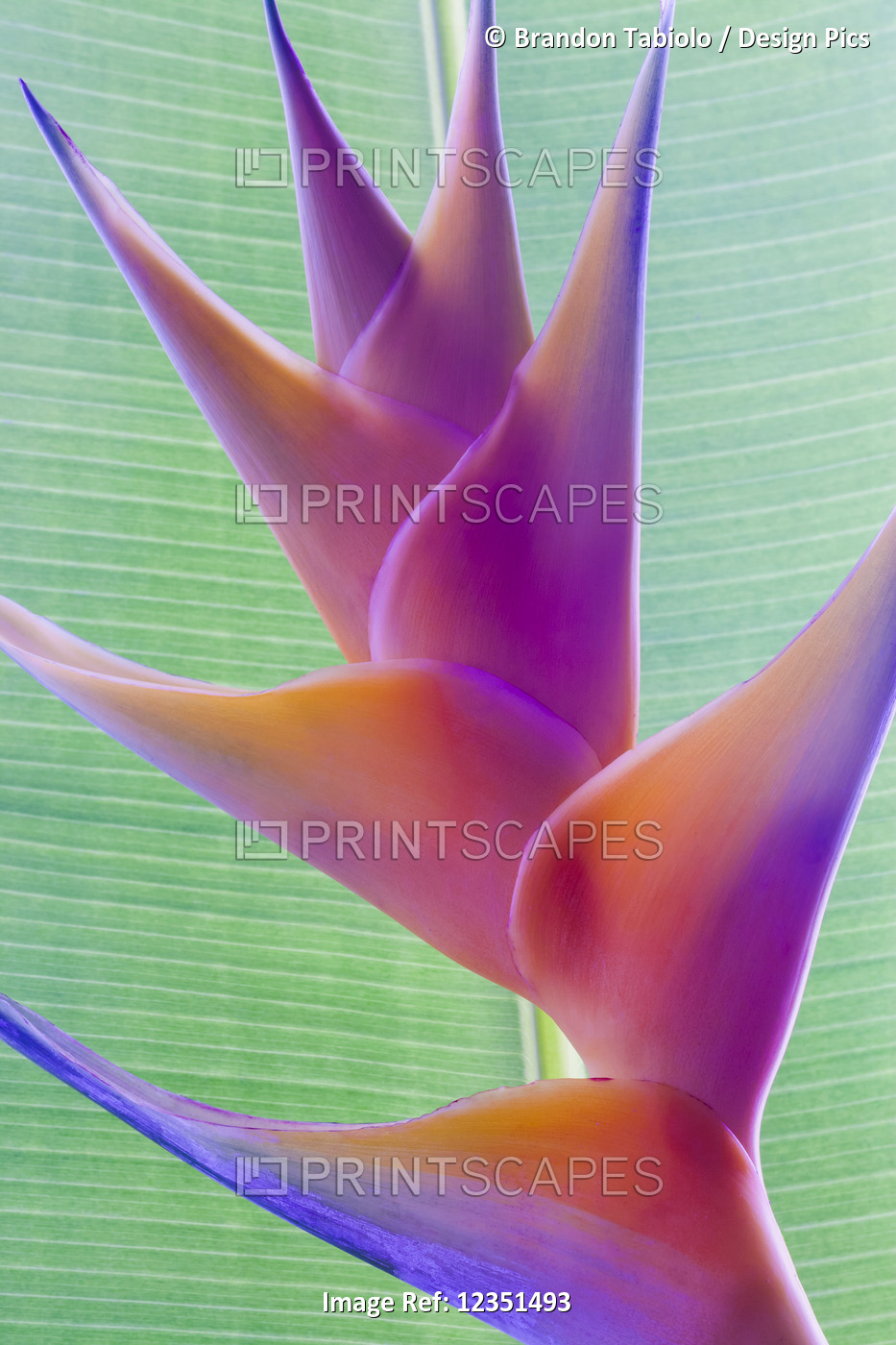 Close-up of a beautiful mixed pink Heliconia flower against a green leaf; ...