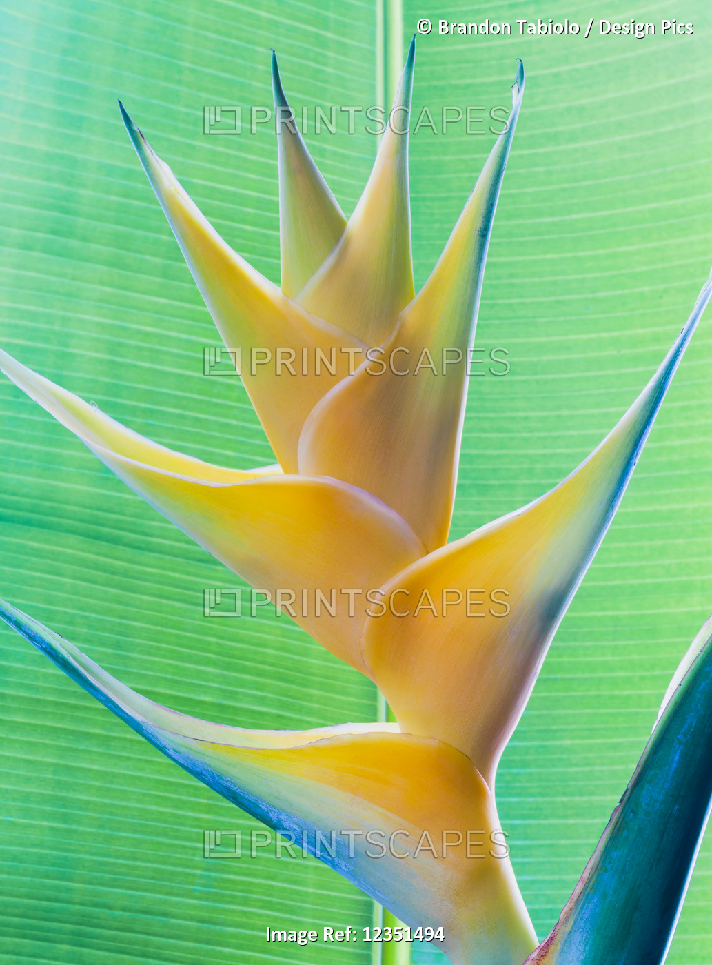 Close-up of a beautiful yellow Heliconia flower against a green leaf; Honolulu, ...