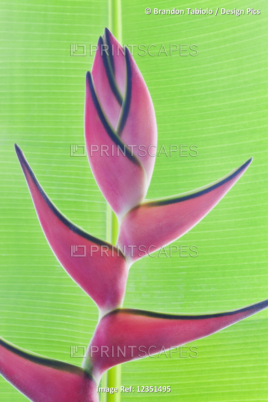 Close-up of a beautiful pink Heliconia flower against a green leaf; Honolulu, ...