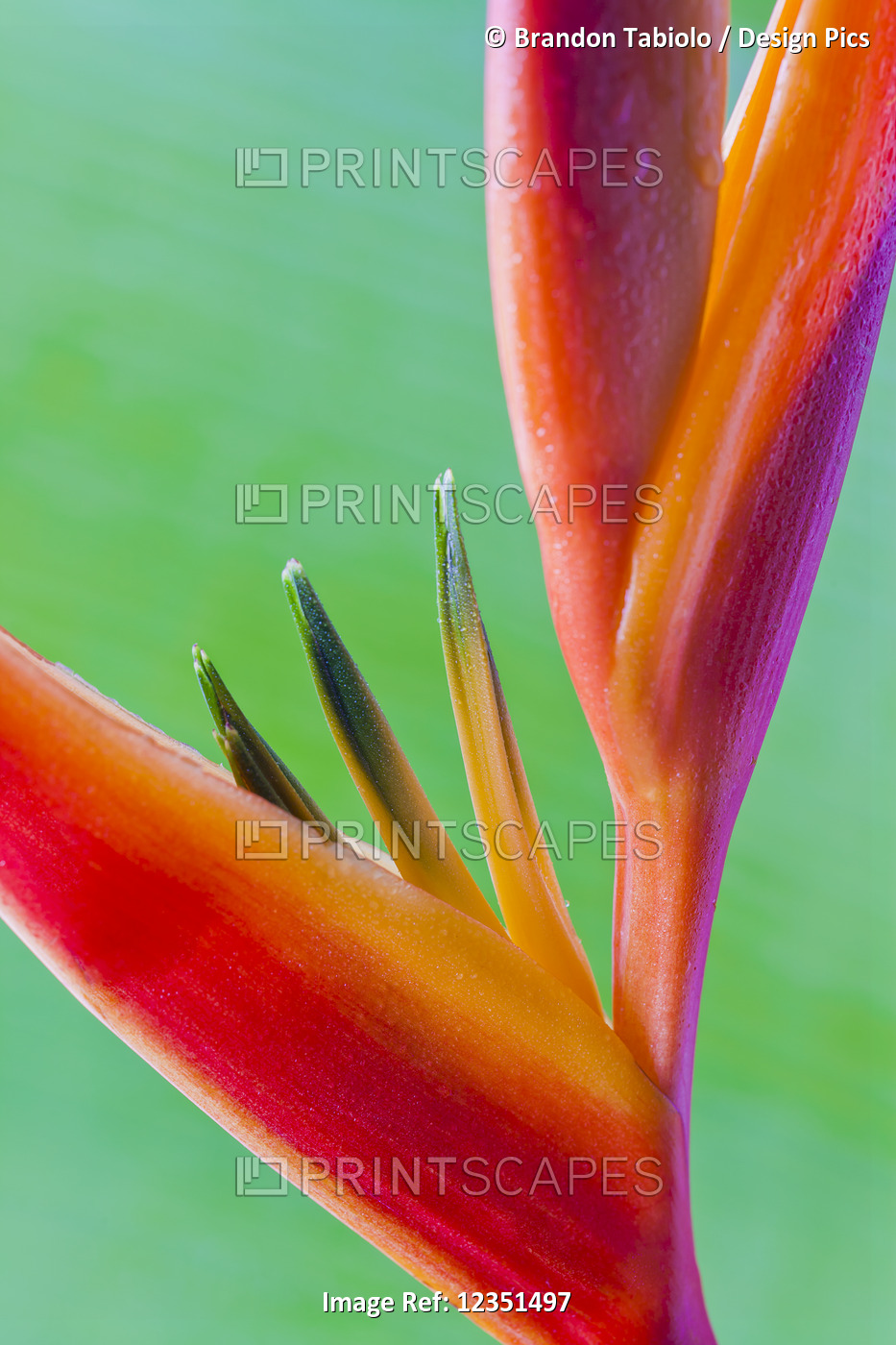 Close-up of a beautiful red and orange Heliconia flower against a green leaf; ...