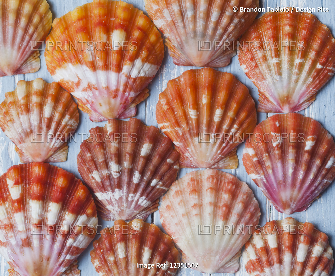 Rare, indigenous Hawaiian red sunrise scallop shells (Langford Pecten) laid out ...