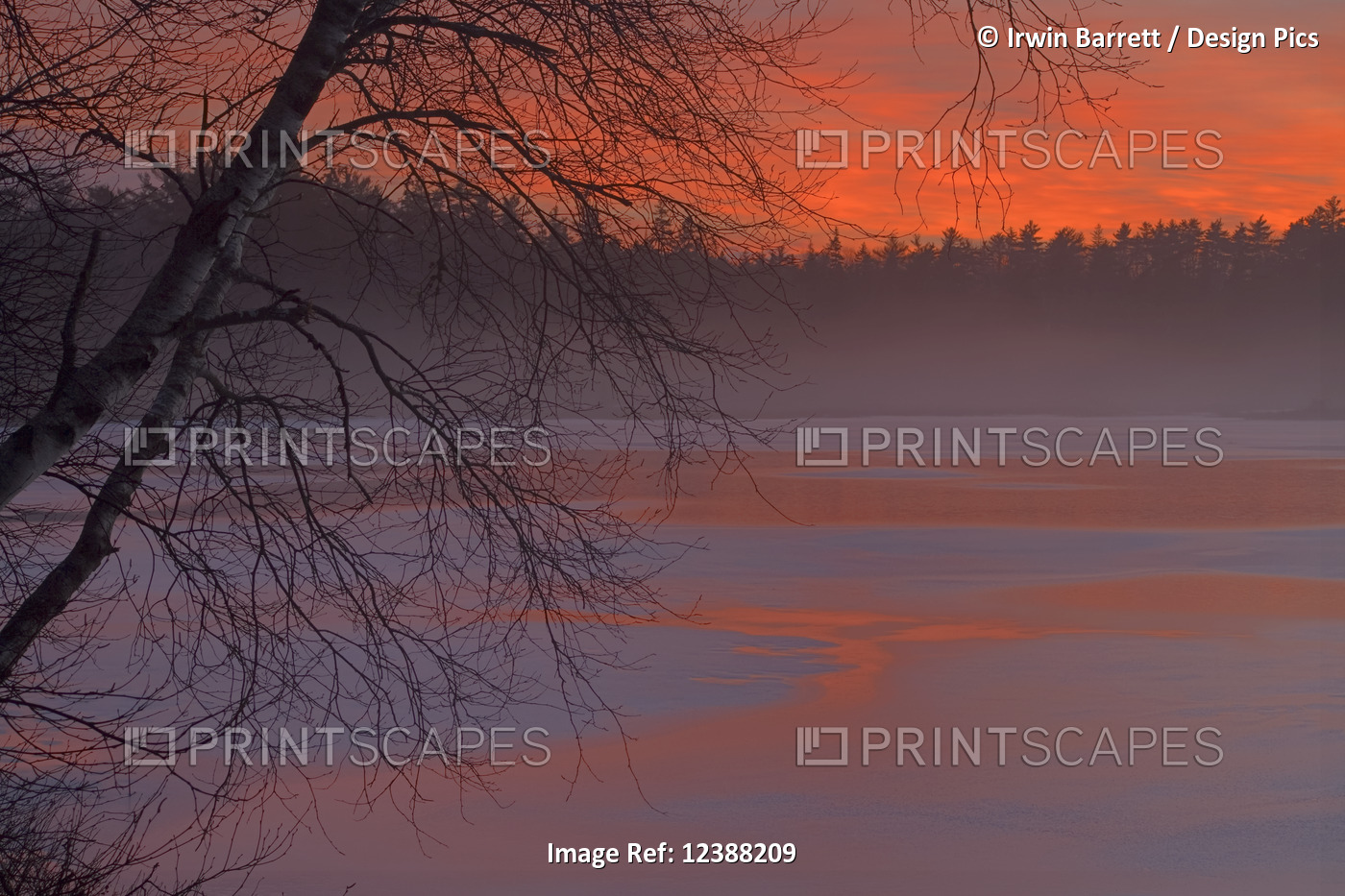 Misty landscape at Powder Mill Lake Park glowing pink at twilight in winter; ...