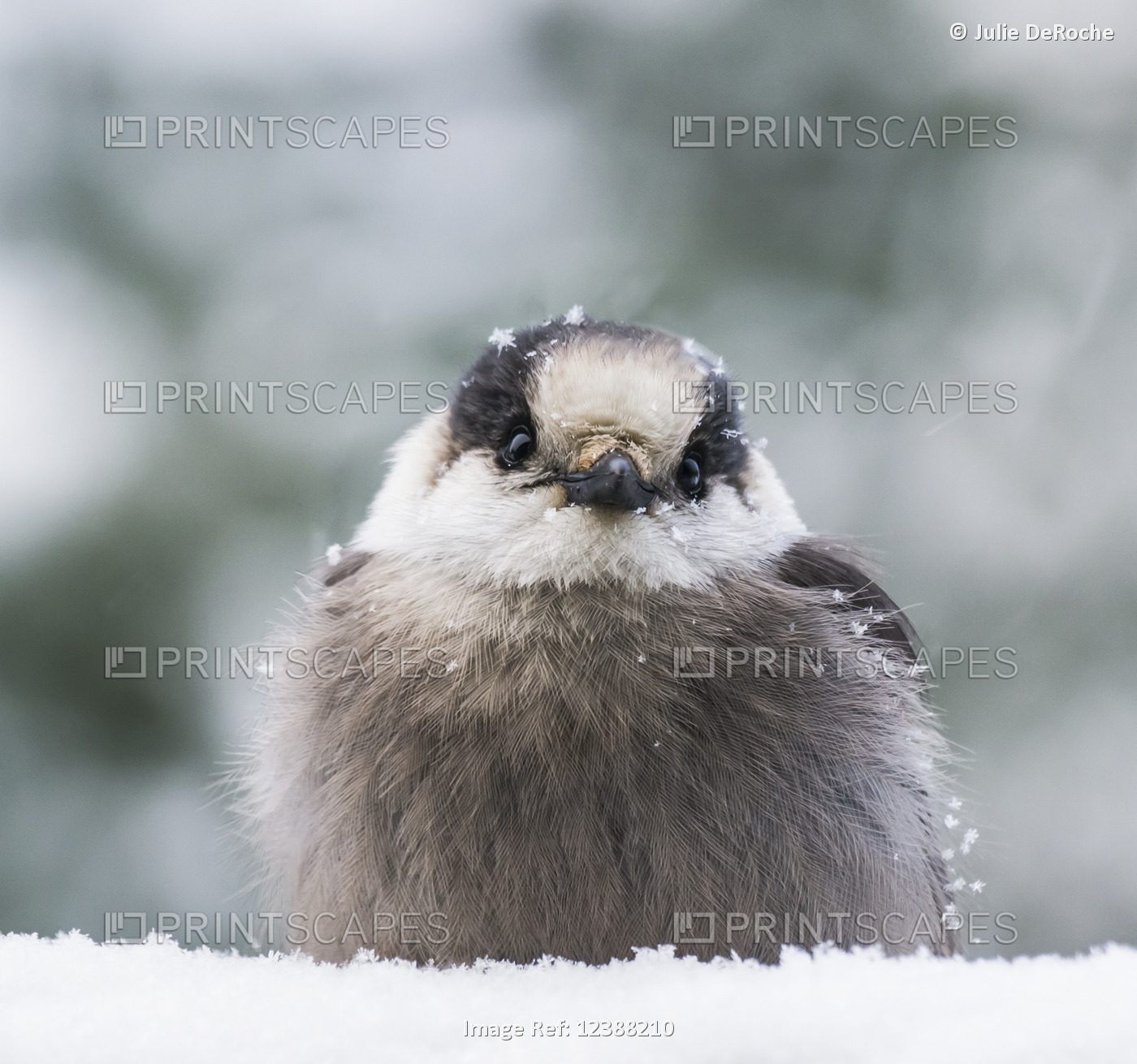 Extreme close-up of a Grey Jay (Perisoreus canadensis) sitting in the snow and ...