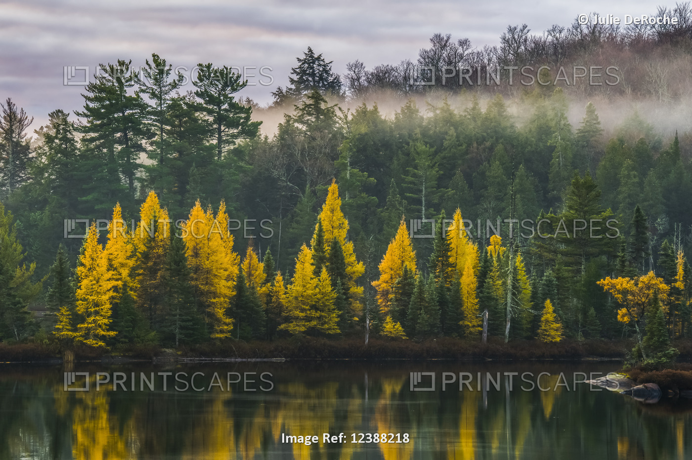 Golden Tamaracks along the shoreline of a lake with fog over the forest in ...