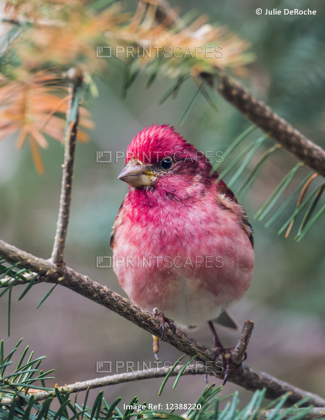 Purple finch (Carpodacus purpureus) perched on a coniferous tree branch; ...
