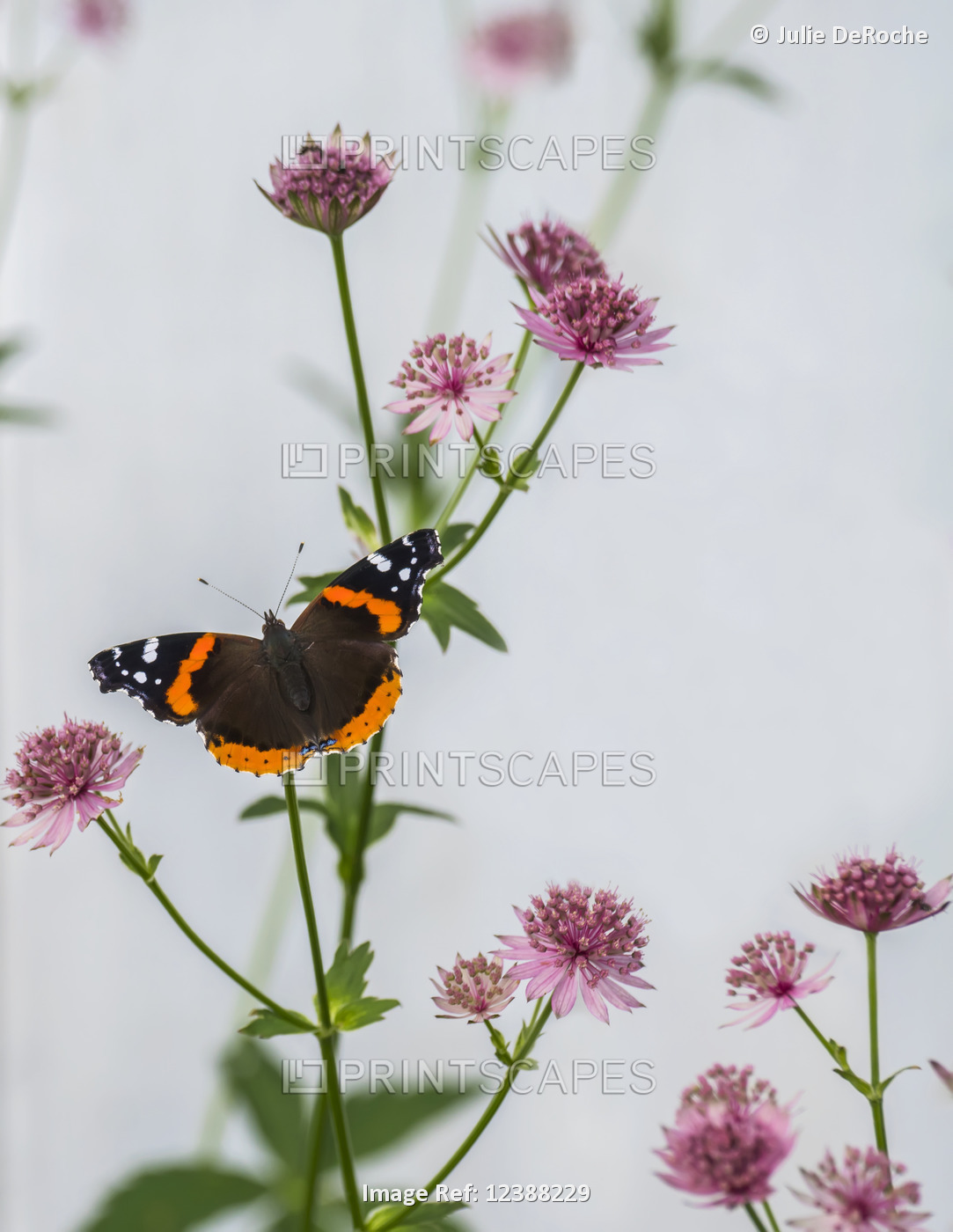 A Red Admiral butterfly (Vanessa atalanta) resting on an plant with pink ...