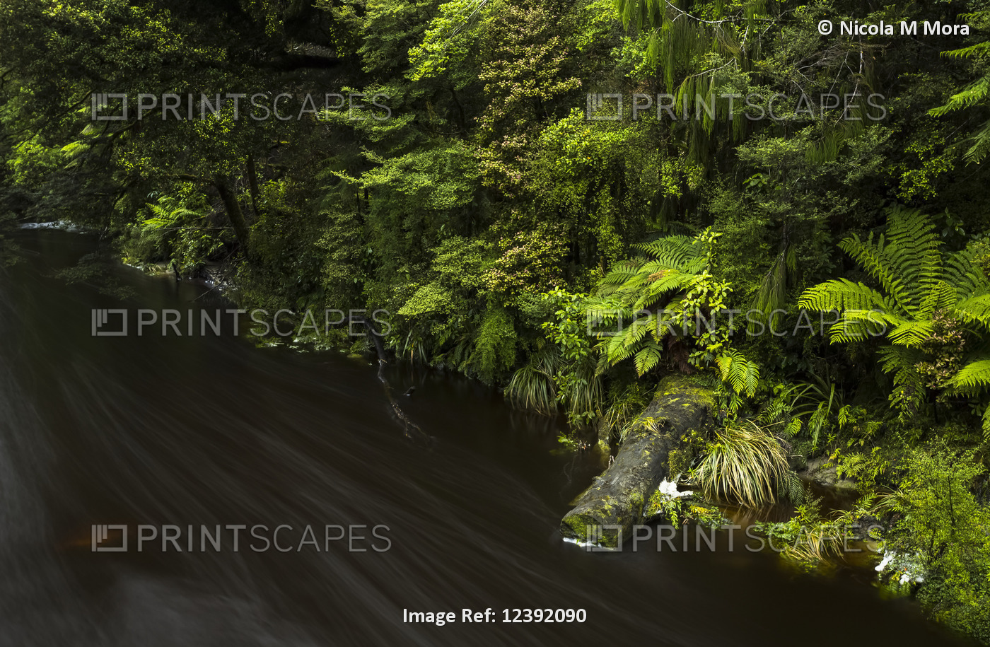 Vibrant New Zealand native bushes alongside a flowing stream; Karamea, New ...