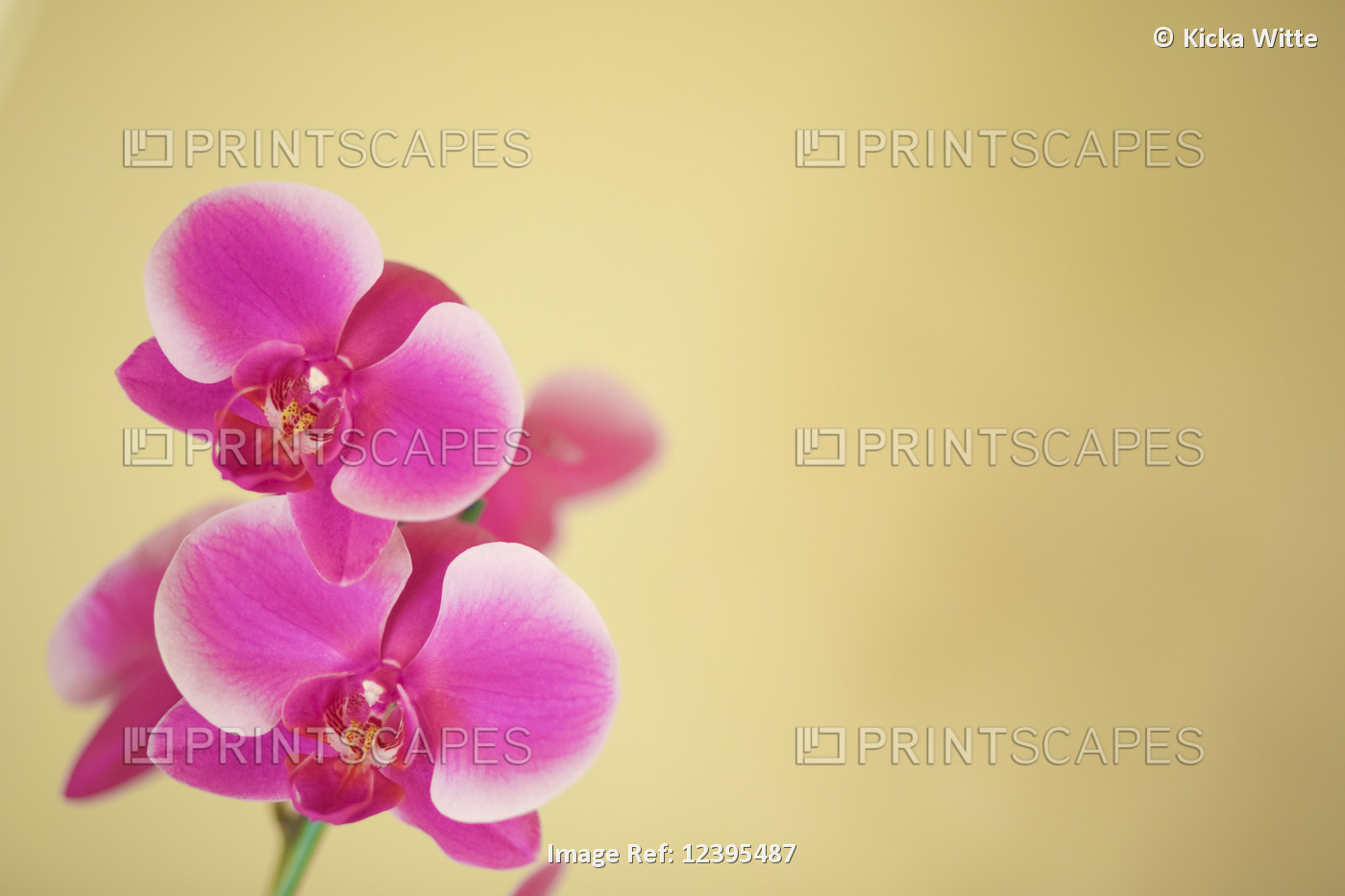 Pink orchids on a golden background; Hawaii, United States of America