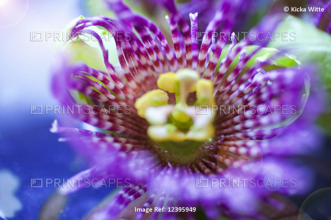 Close-up of a beautiful Passion Fruit flower in pink and yellow; Kilauea, ...