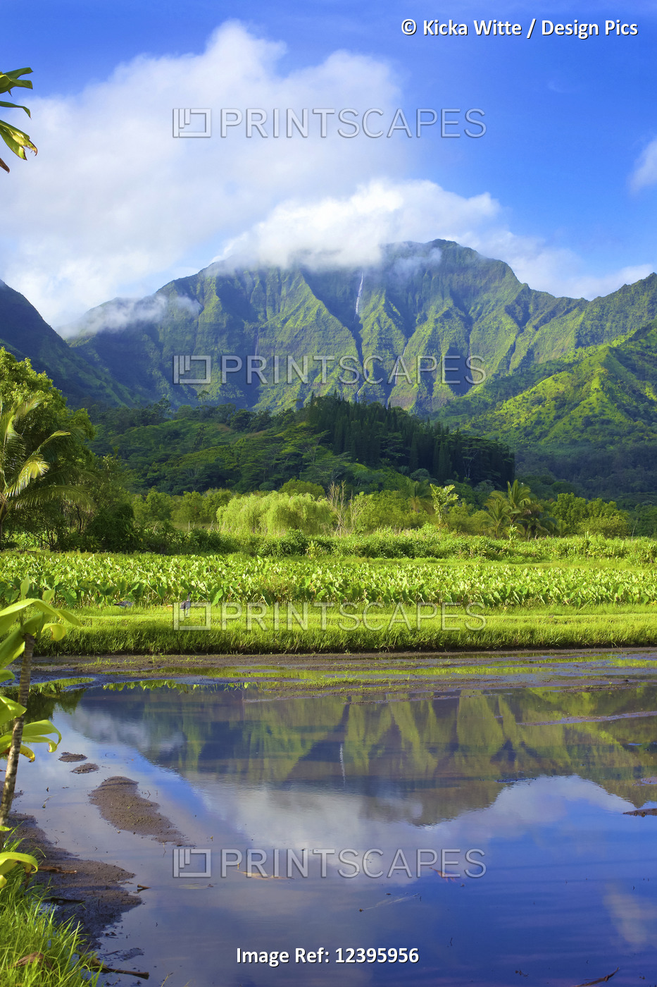 Mirror image of green, foliage covered mountains and fields of taro crops; ...