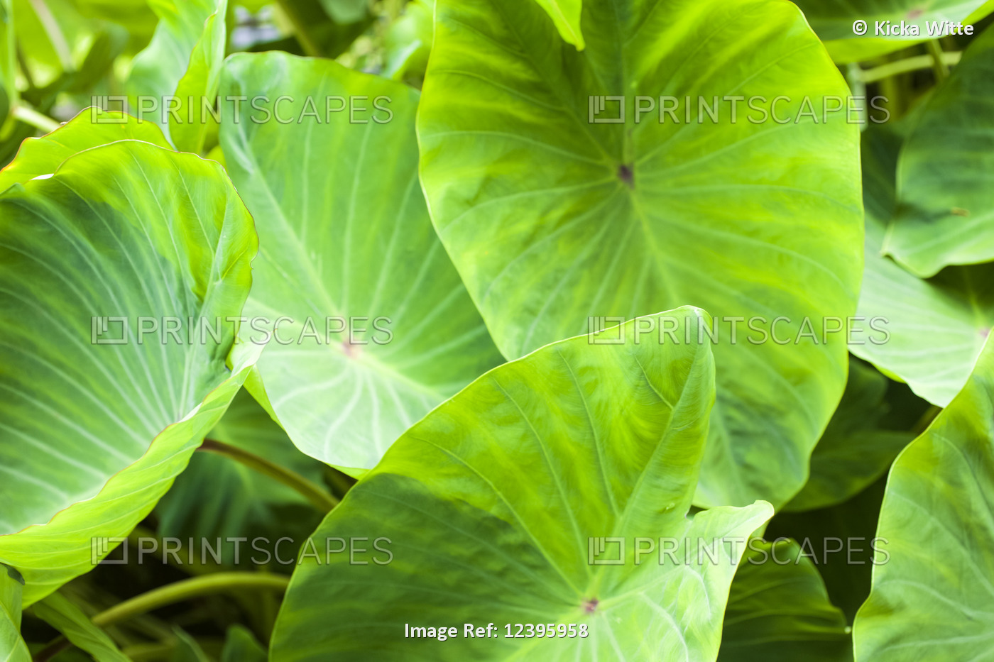 Close-up of the broad, green leaves of a taro plant; Hanalei, Kauai, Hawaii, ...