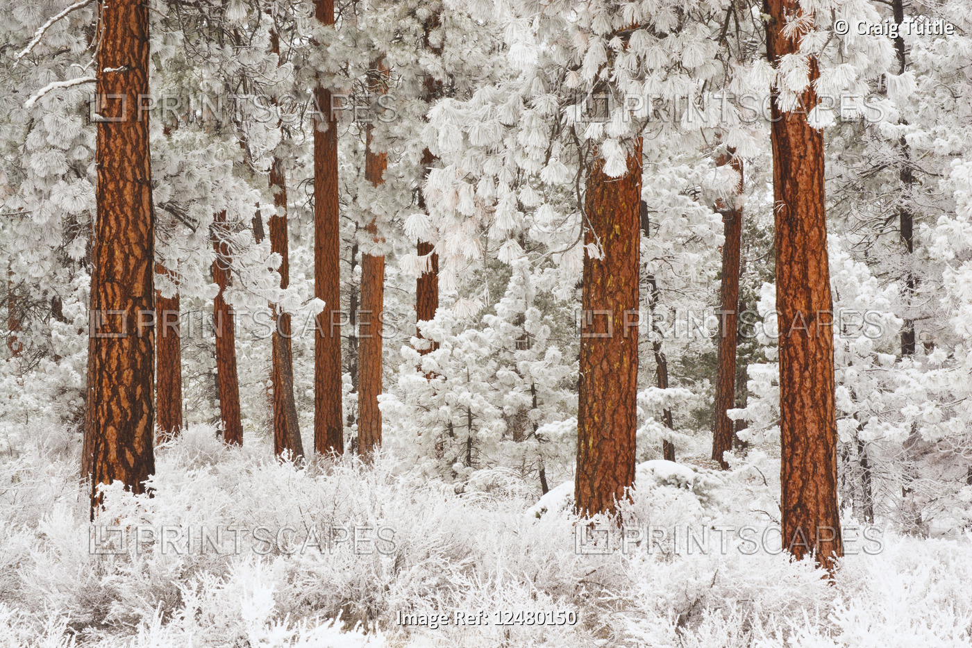 snow covered ponderosa pine. Mt.Hood Nat Forest. Oregon.