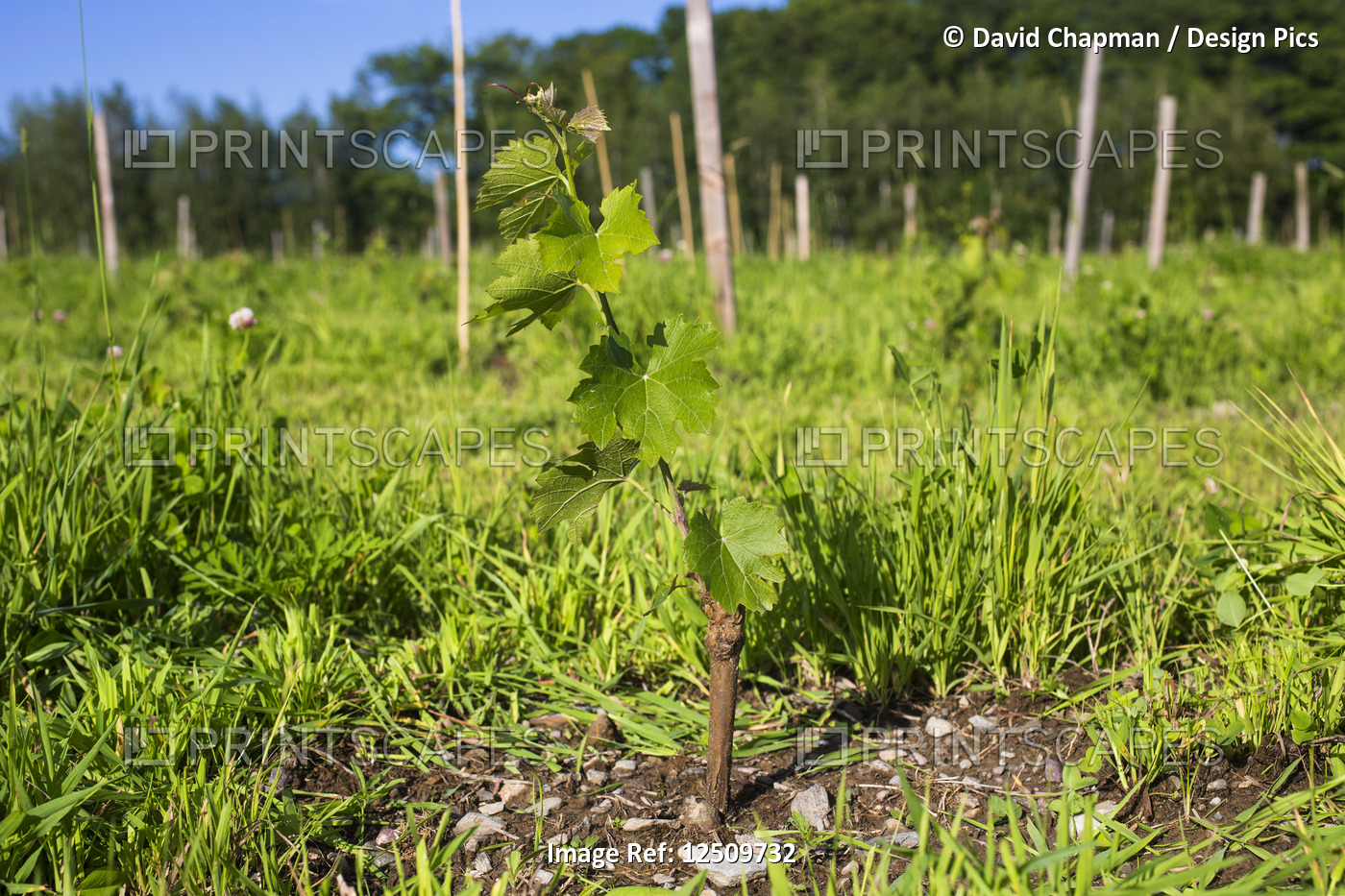 St. Pepin Grape vine just after planting; Shefford, Quebec, Canada