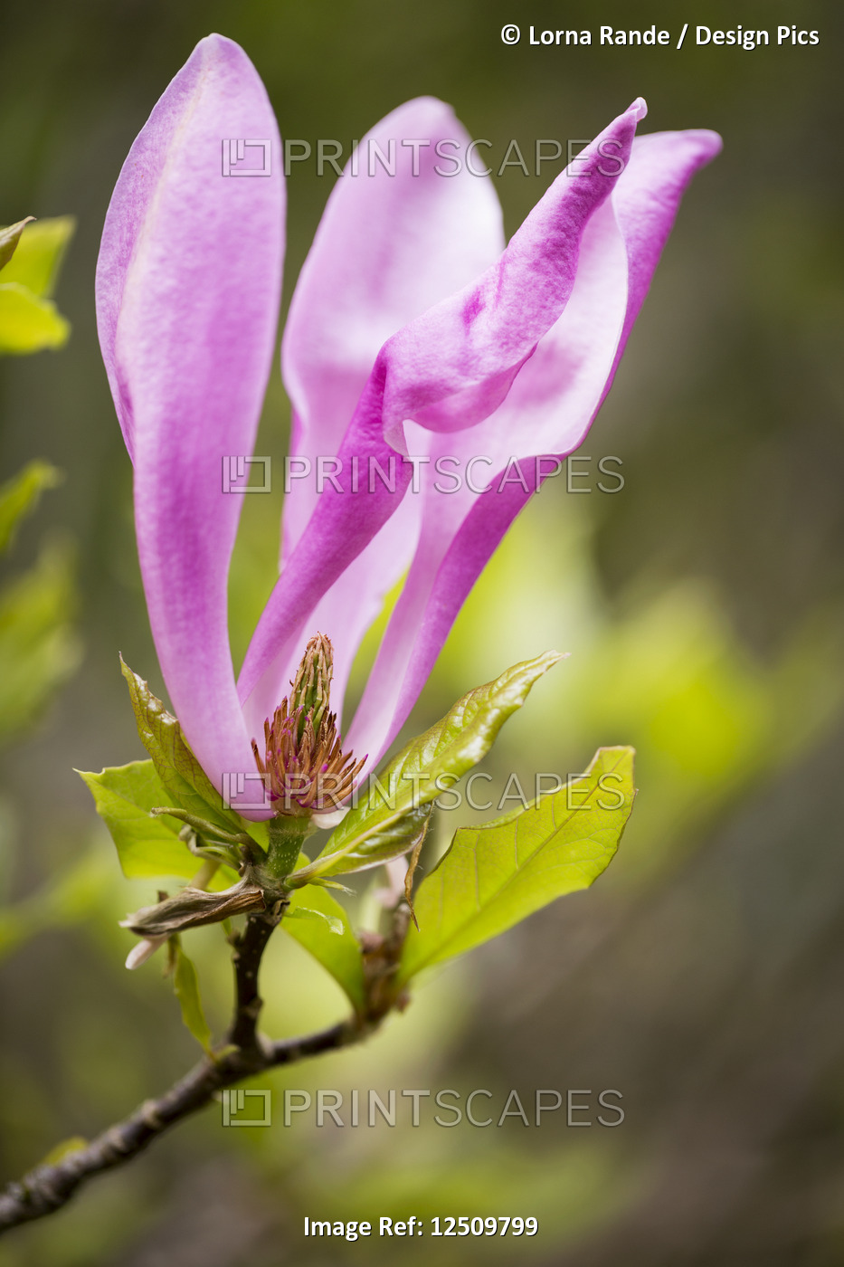 Close-up of a pink flower blossoming on a plant that is missing petals in the ...