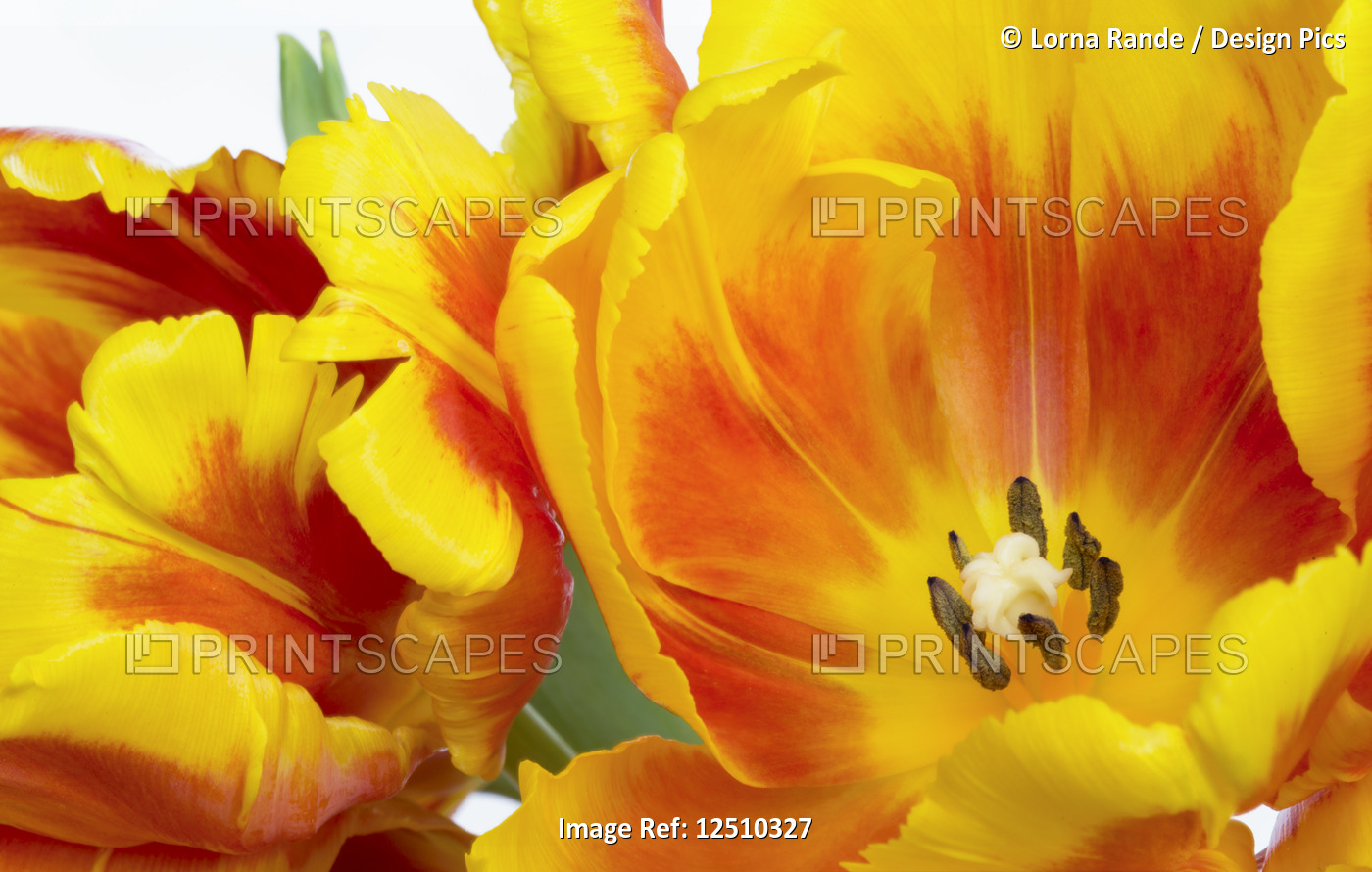 Extreme close-up of red and yellow tulips in bloom on a white background; ...