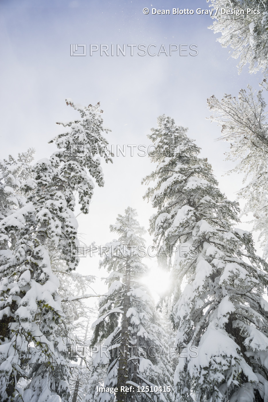 Low angle view of snow covered trees and sunlight glowing through them to a ...