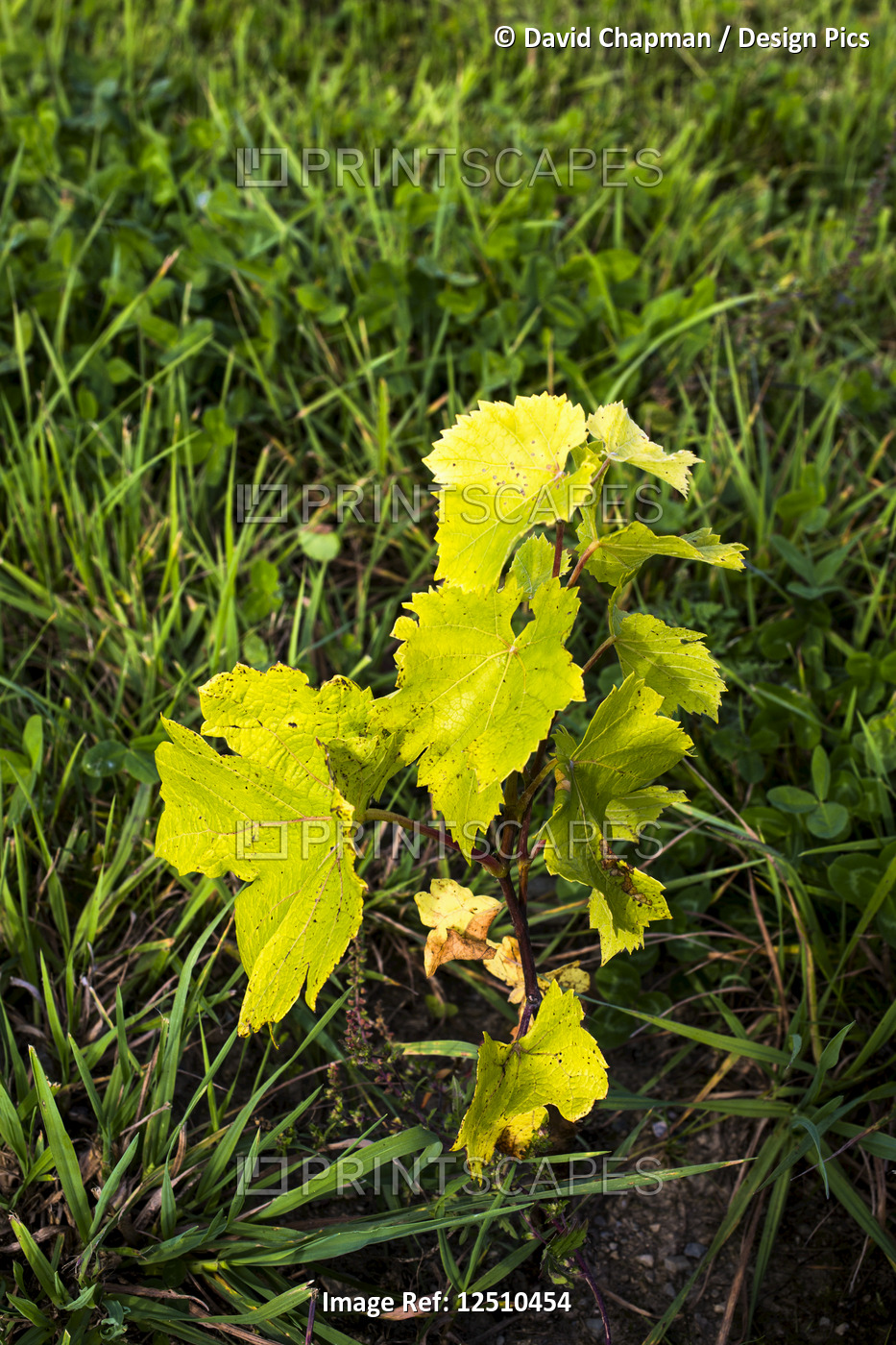 Two month growth of St. Pepin grape vines after planting; Shefford, Quebec, ...