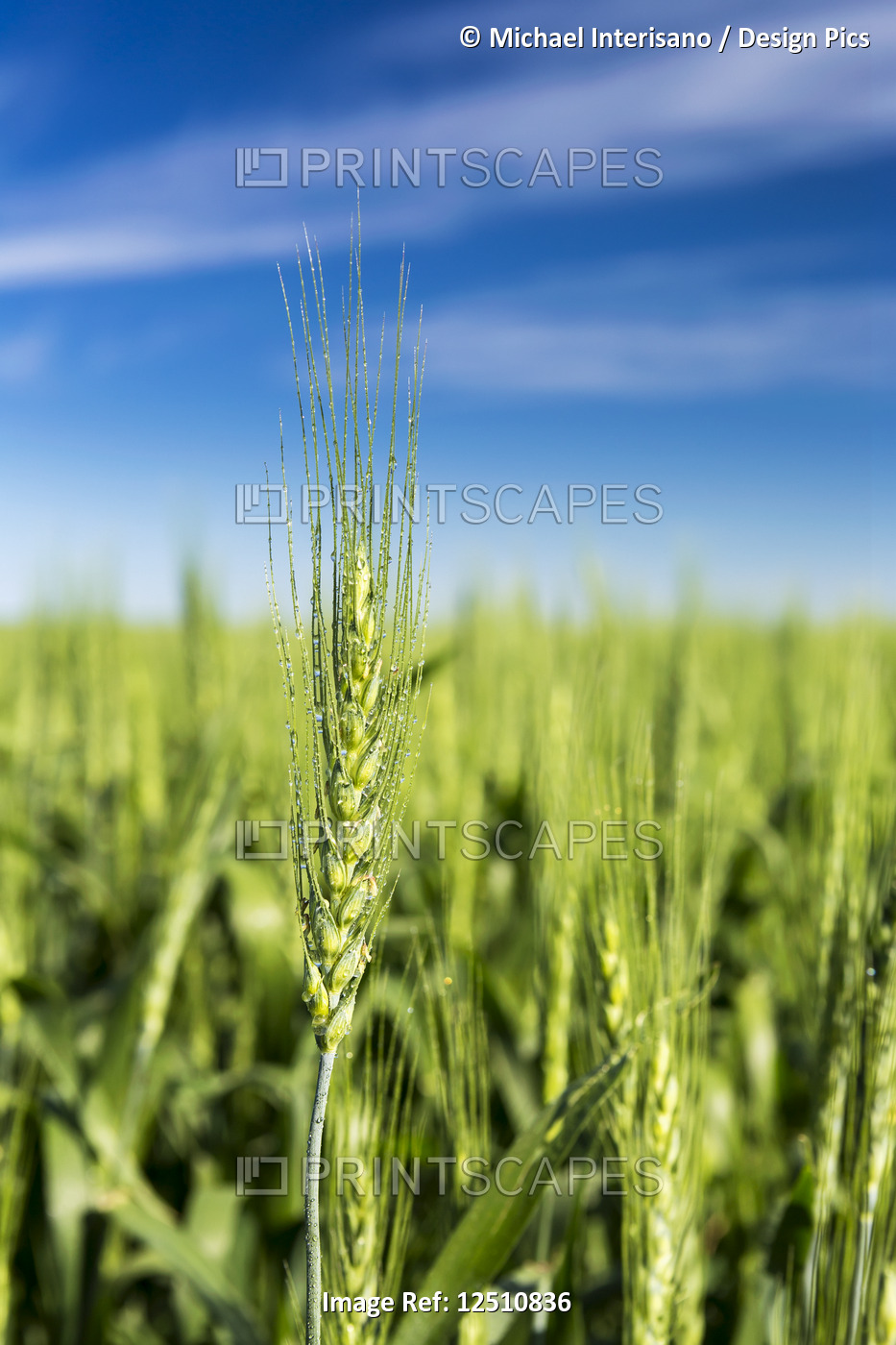 Close-up of an unripened green wheat head with dew drops  in a field with blue ...
